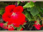 LOVELY GERANIUM
