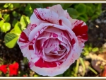 BEAUTIFUL ROSE