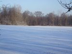Snowy Fields