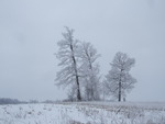 Snow Trees