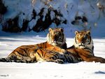 lounging siberian tigers