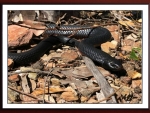 BLACK SNAKE
