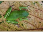 FROG ON A LEAF