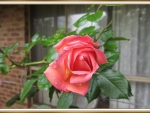 PRETTY ROSE