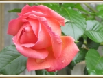BEAUTIFUL ROSE