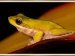 EASTERN DWARF TREE FROG