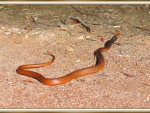 EASTERN BROWN SNAKE