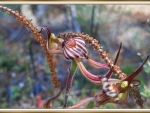 LAZY SPIDER ORCHID