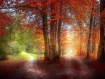 autumn woods