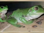 TWO FROGS