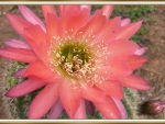 CACTUS FLOWER