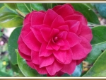 PRETTY CAMELLIA