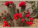 PRETTY CACTUS