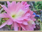 BEAUTIFUL CACTUS FLOWERS