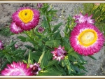 PAPER DAISIES
