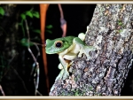 RED EYED GREEN TREE FROG