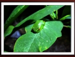 FRAMED FROG