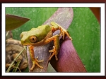 FRAMED FROG