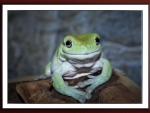 FRAMED FROG
