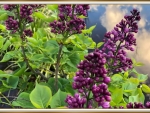 LOVELY LILACS