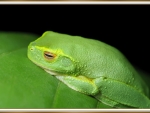 DAINTY TREE FROG