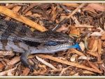 BLUE TONGUE LIZARD