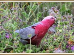 GALAH FEEDING