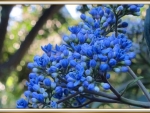 PRETTY BLUE FLOWERS