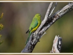 FEMALE ORANGE BELLIED PARROT