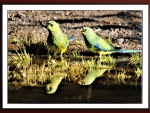 FRAMED PARROTS