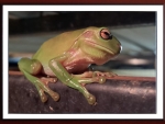 FRAMED FROG