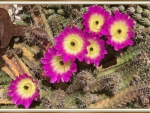 CACTUS FLOWERS