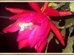 CACTUS FLOWER