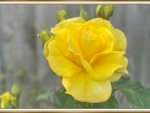 BEAUTIFUL YELLOW ROSE