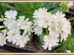 LOVELY WHITE FLOWERS