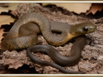 DHARAWAL TIGER SNAKE