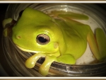 FROG IN A JAR