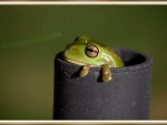 FROG IN A PIPE