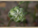 FLOWER BUD