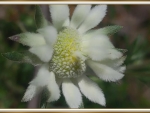 FLANNEL FLOWER