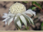 FLANNEL FLOWER