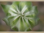 FLANNEL FLOWER BUD