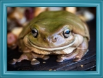 FRAMED FROG