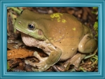 FRAMED FROG
