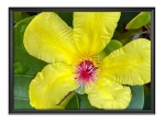 FRAMED YELLOW FLOWER