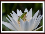 FRAMED FROG IN FLOWER