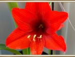 PRETTY RED FLOWER