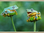 TWO CUTE FROGS