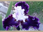 LOVELY IRIS