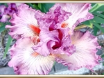 BEAUTIFUL IRIS